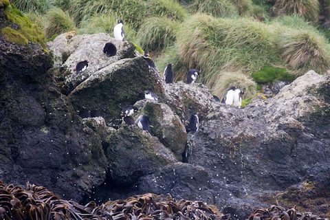 Rockhopper Penguin (Eudyptes chrysocome)